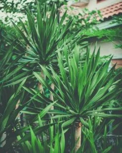Yucca Elephantipes - Soft-tip Yucca 19 Yucca Elephantipes - Soft-tip Yucca -Green Plant Corner yucca clump small