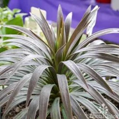 Yucca Desmetiana -Green Plant Corner yucca desmentiana plant