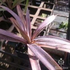 Yucca Desmetiana -Green Plant Corner yucca desmet