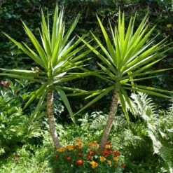 Yucca Elephantipes - Soft-tip Yucca 20 Yucca Elephantipes - Soft-tip Yucca -Green Plant Corner yucca gigantea 1