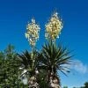 Yucca Elephantipes - Soft-tip Yucca -Green Plant Corner yucca pair flowering