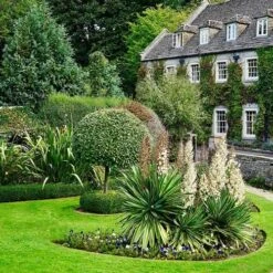 Yucca Elephantipes - Soft-tip Yucca 17 Yucca Elephantipes - Soft-tip Yucca -Green Plant Corner yucca variegated in formal garden