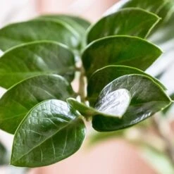 Zamioculcas Zanzibar Gem - ZZ Plant -Green Plant Corner zanzibar leaf closeup