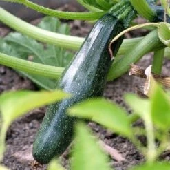 Zucchini Black Beauty Organic - Seed 6 Zucchini Black Beauty Organic - Seed -Green Plant Corner zucchini dark