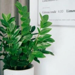 Zamioculcas Zanzibar Gem - ZZ Plant