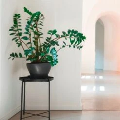 Zamioculcas Zanzibar Gem - ZZ Plant -Green Plant Corner zz hall