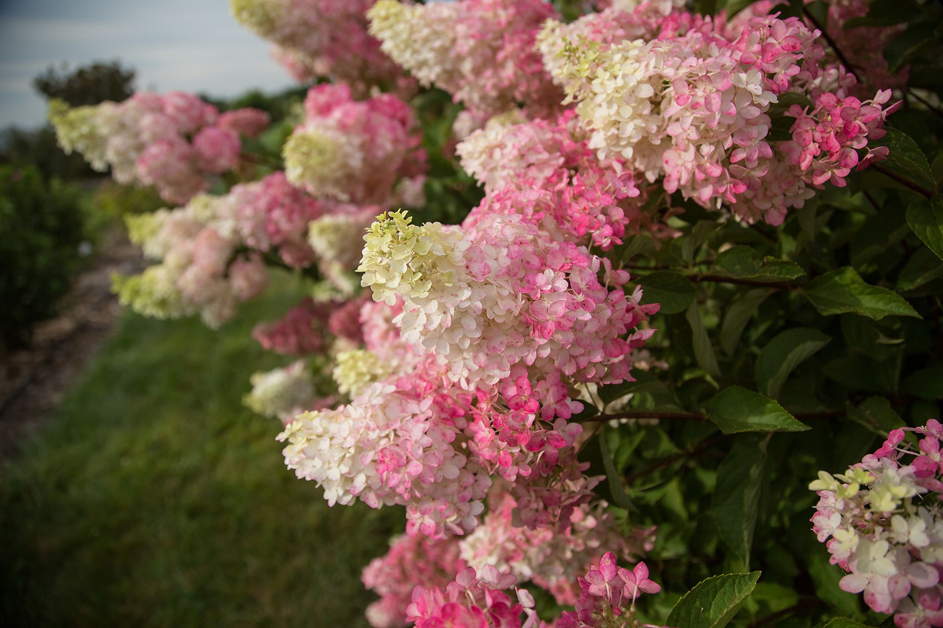 Green Plant Corner 1 Green Plant Corner -Green Plant Corner pink and white berry white hydrangea b510531d76b24a2d9a5db2d9cf149e47